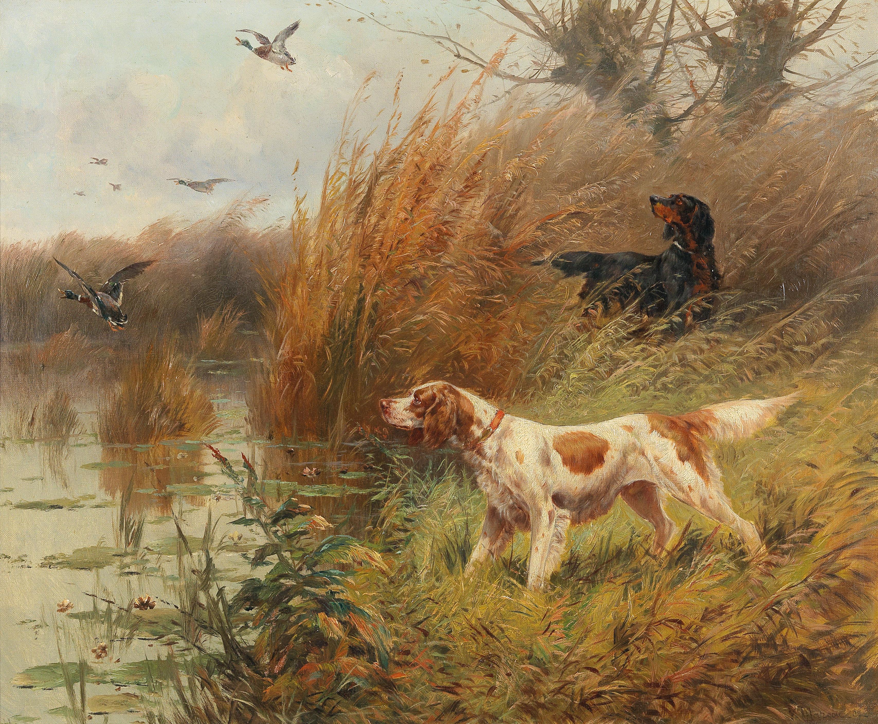 english setter duck hunting