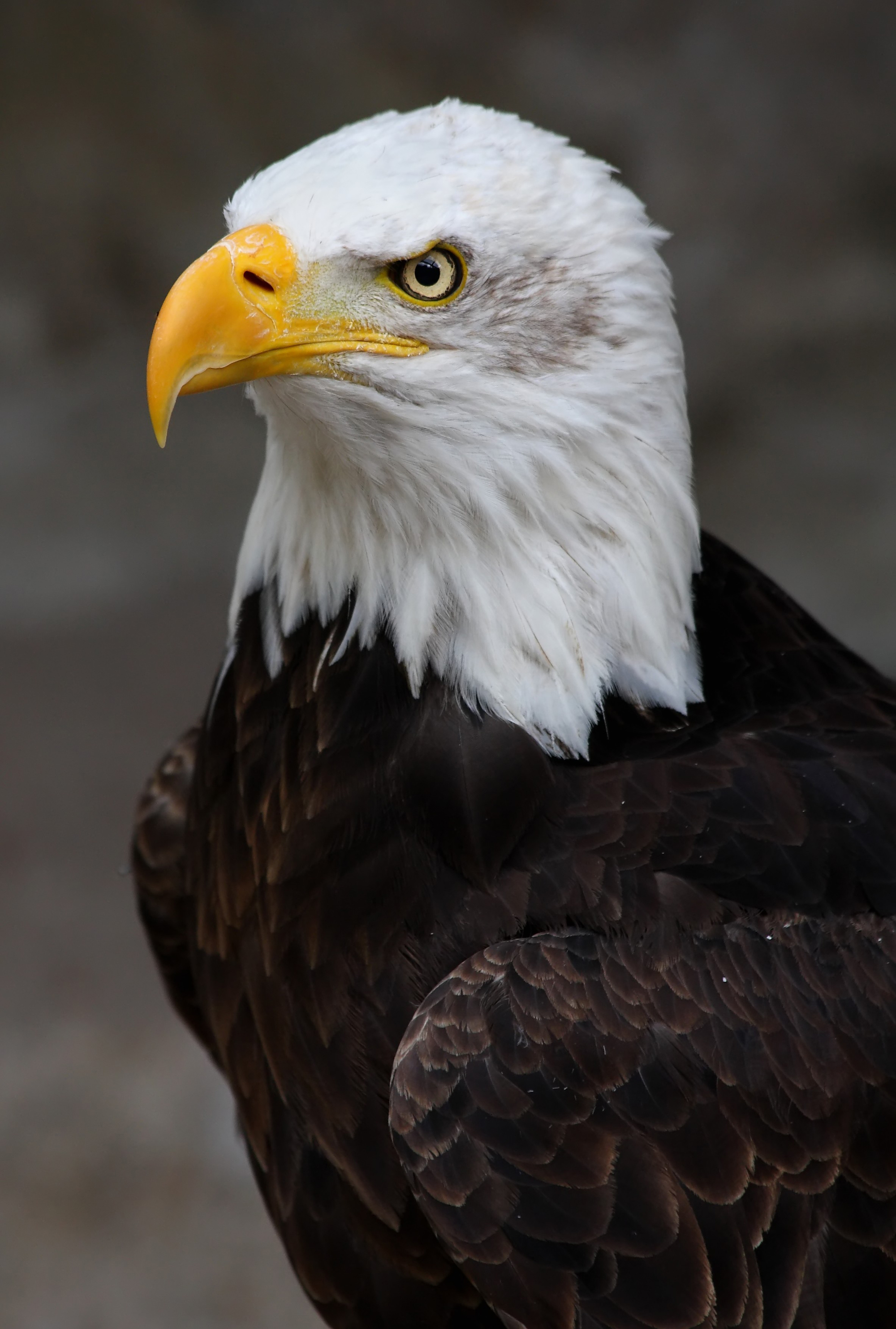 Black Eagle HD Images  Apex Predator Wallpaper