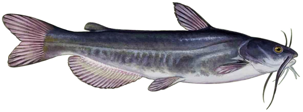 File:White catfish fish amereiurus catus (white background).jpg - Wikimedia  Commons