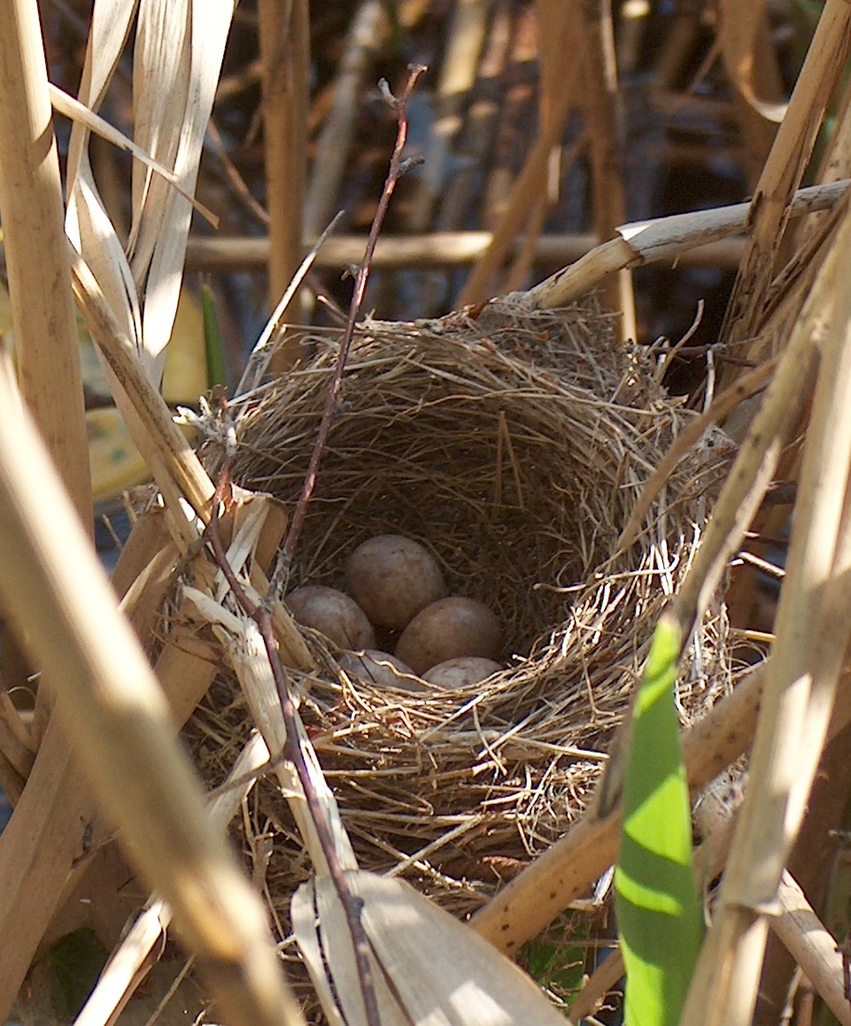 How Do Birds Choose The Location For Building Their Nests?