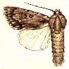 <i>Acronicta longa</i> Species of moth