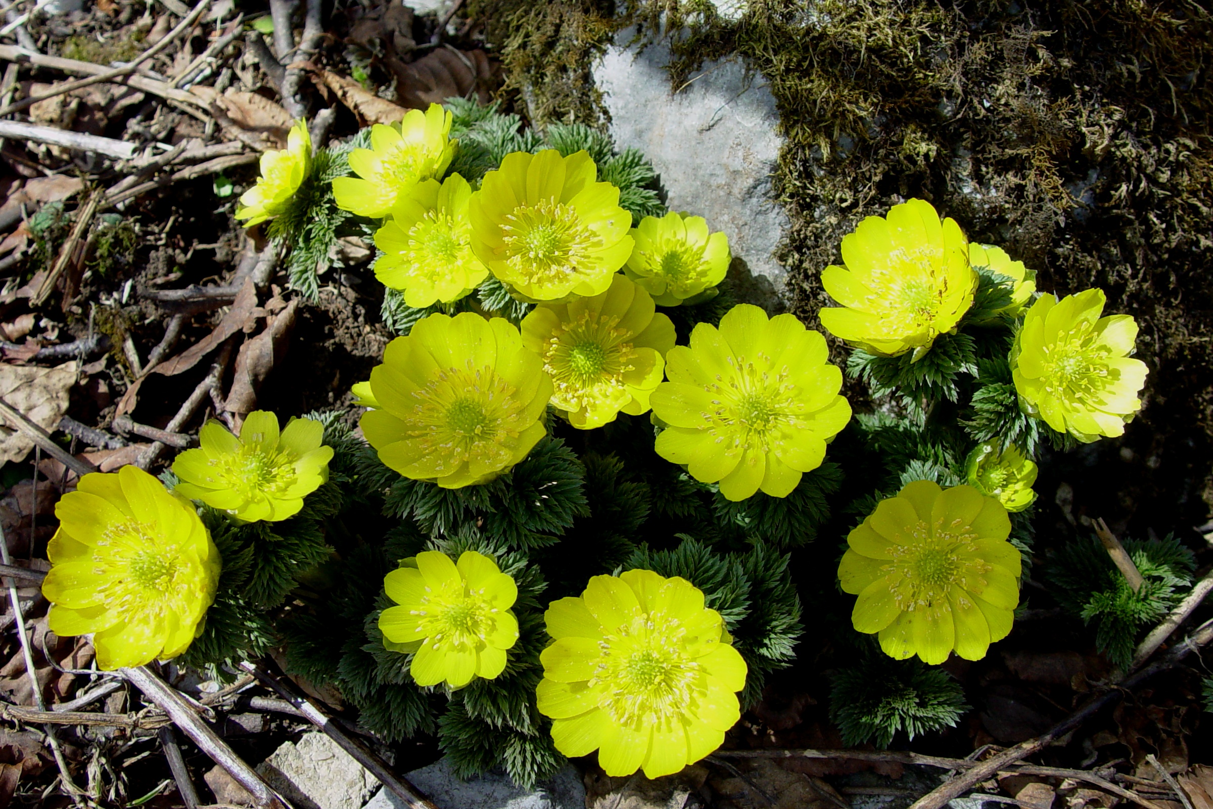 File Adonis Ramosa S3 Jpg Wikimedia Commons