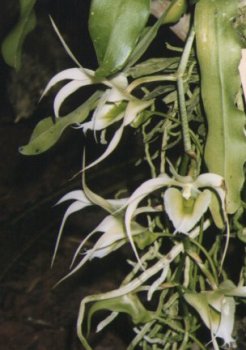 Aeranthes henricii.jpg