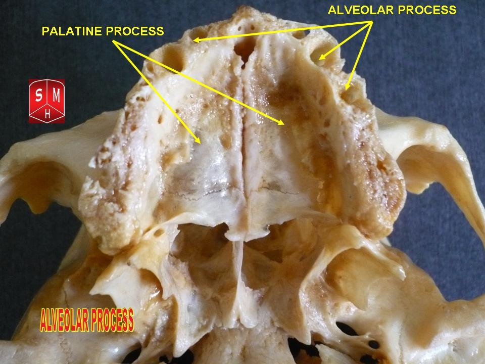alveolar process