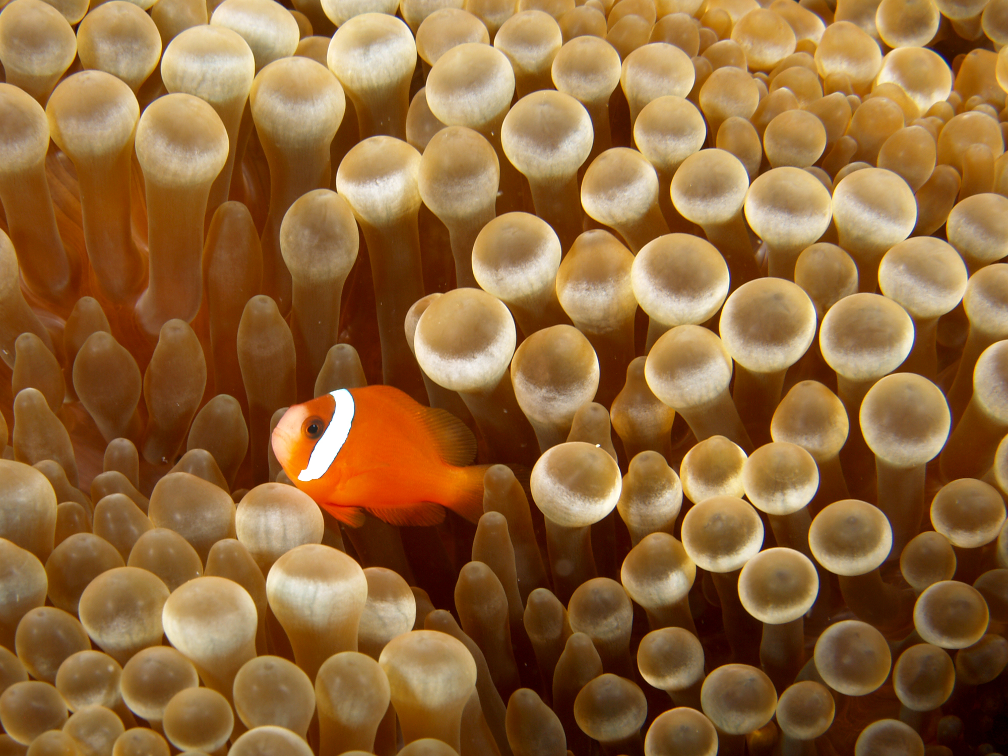 File:Amphiprion sp. (Anemonefish) in Entacmaea quadricolor (Bulb sea anemone).jpg  - Wikimedia Commons