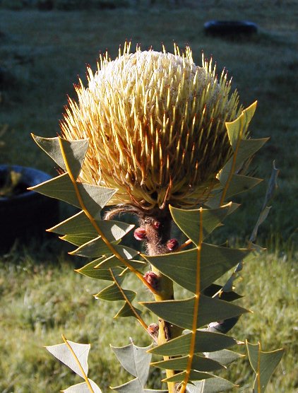 B. baxteri (Birds Nest Banksia), a species used in the cut flower trade, cultivated near Colac, Victoria