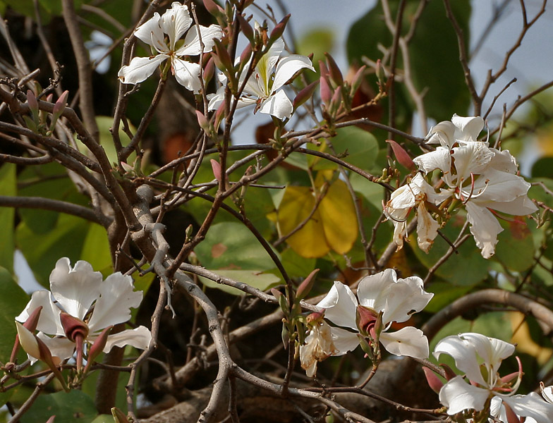 File:Bauhinia variegata var candida in Hyderabad W2 IMG 4668.jpg