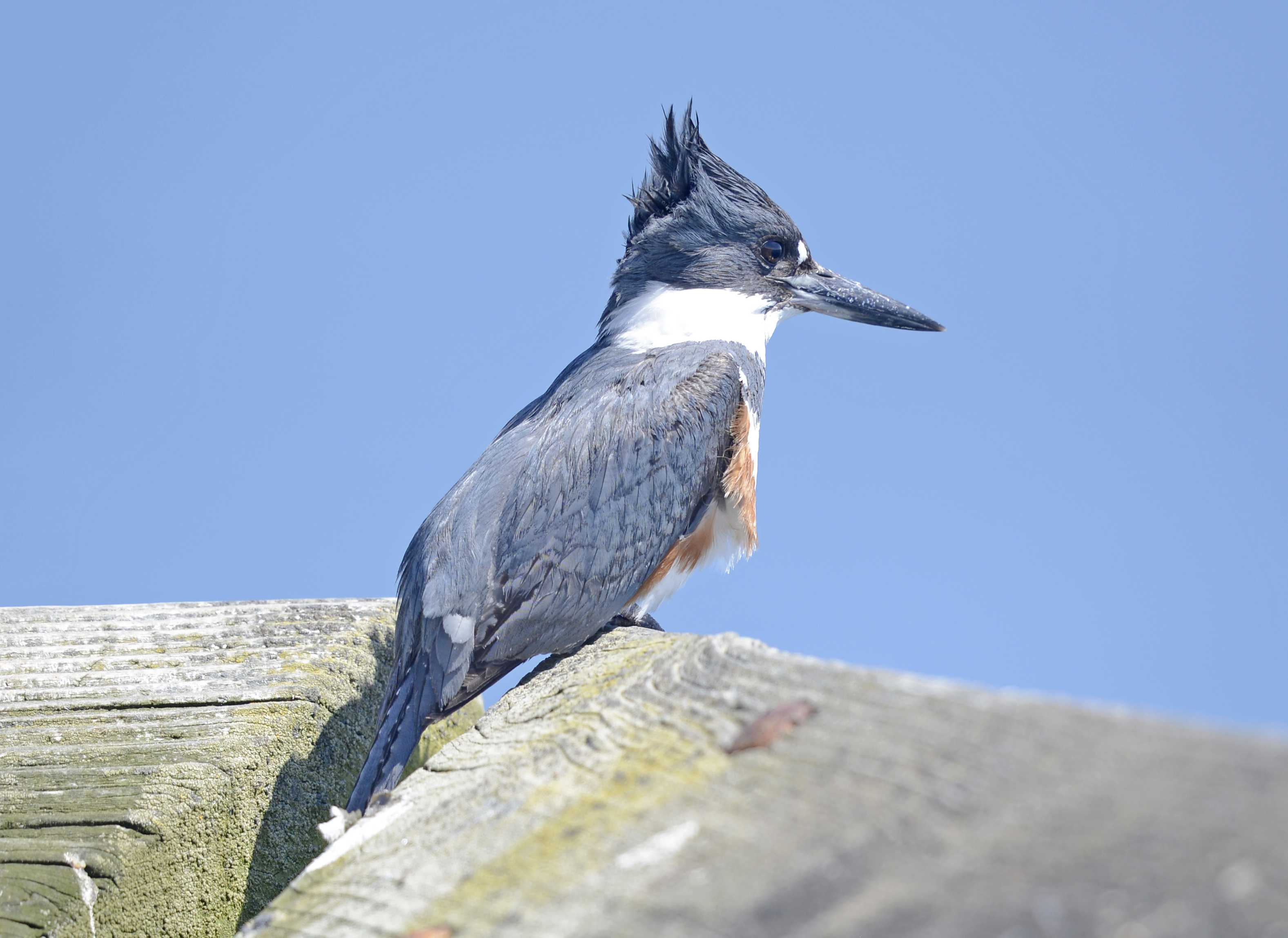 Belted kingfisher - Wikipedia