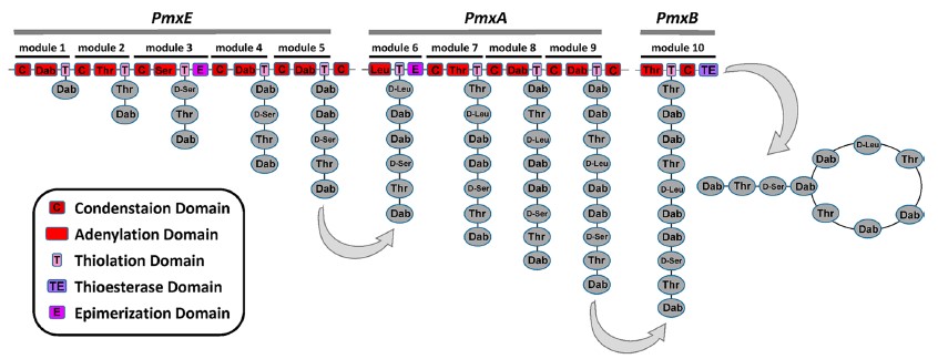 Mehrere Enzymdomänen zur Bildung des Naturstoffs Polymyxin D