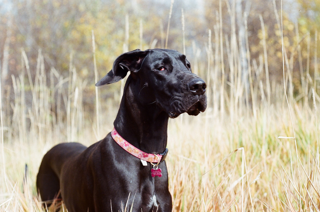 black great dane