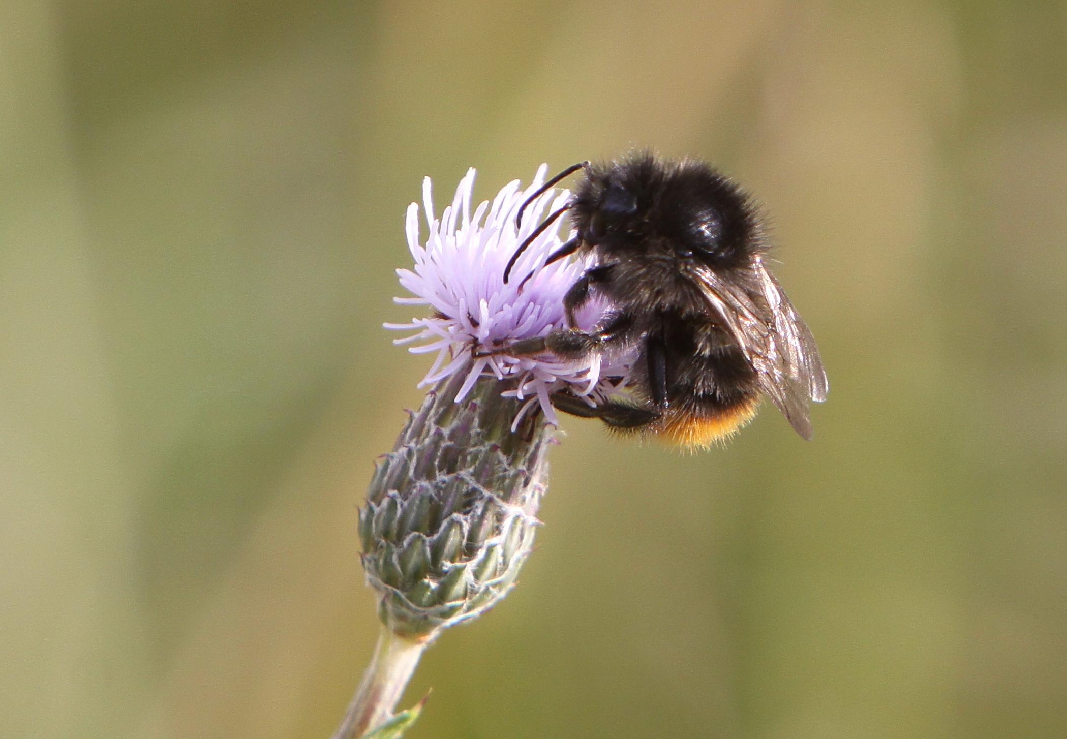 Bombus Sylvarum