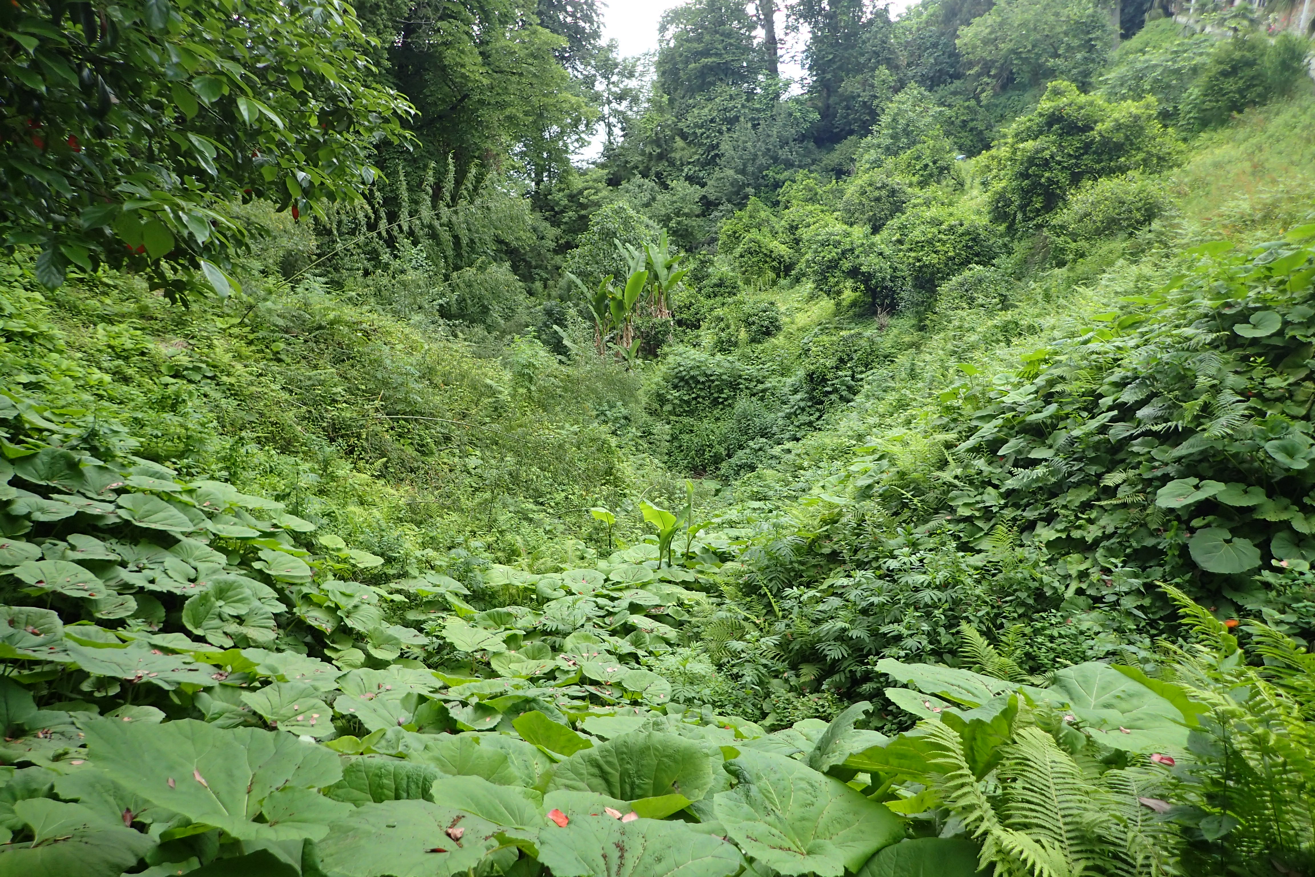 Gardens батуми