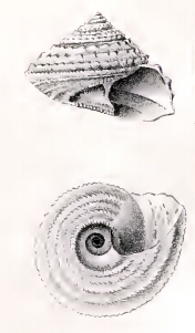 <i>Calliotropis patula</i> Species of gastropod