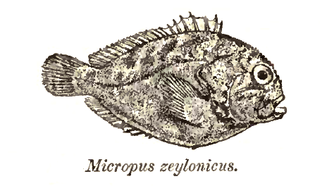 File:Caracanthus unipinna Day.png