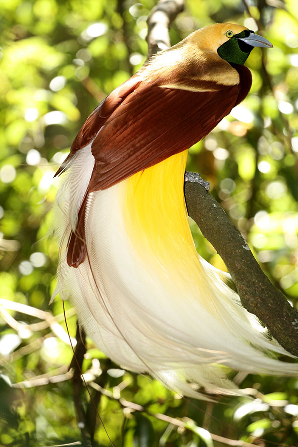 Bird Paradise - Wikipedia