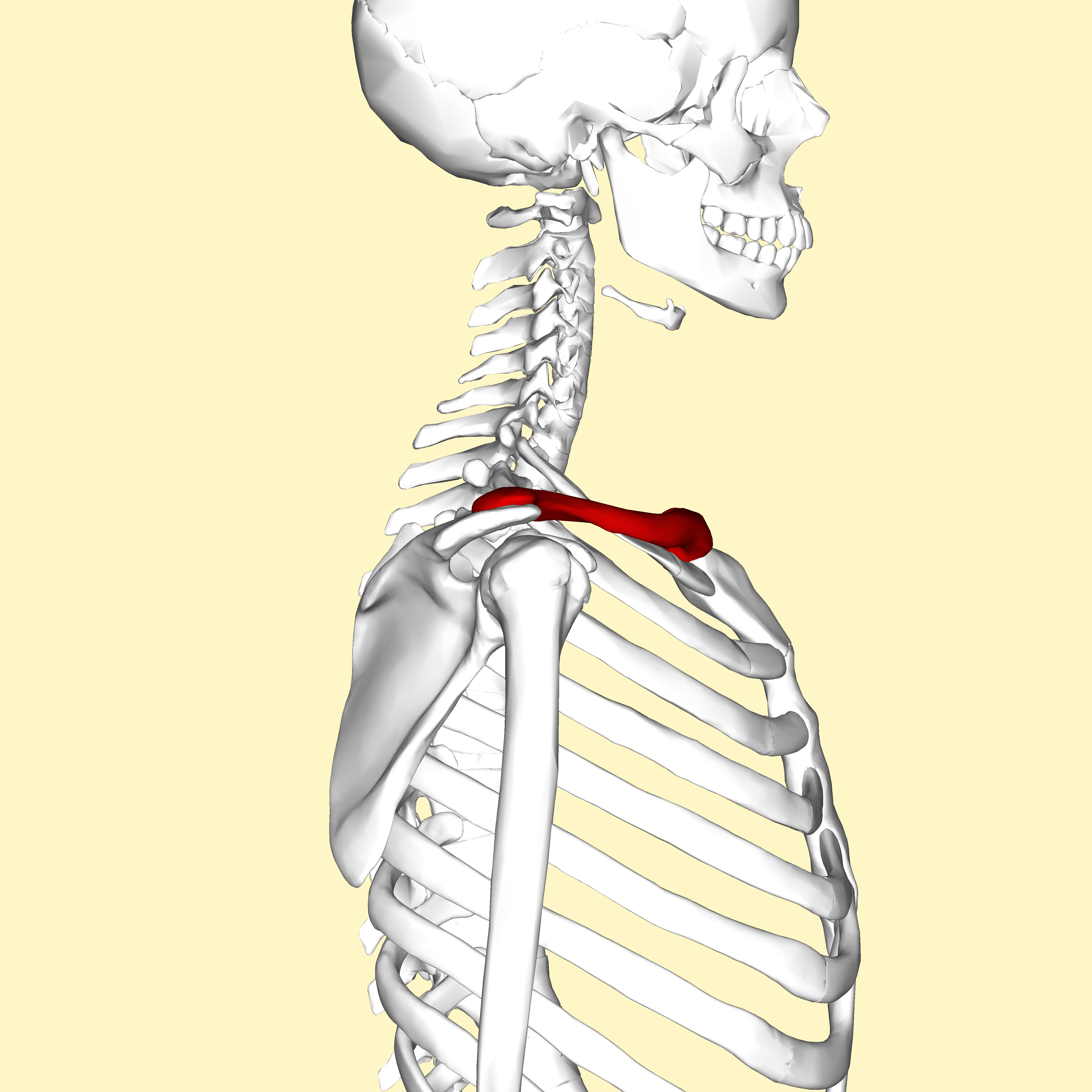 clavicle inferior view