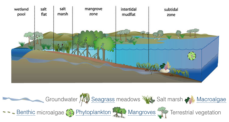 vegetation in estuaries