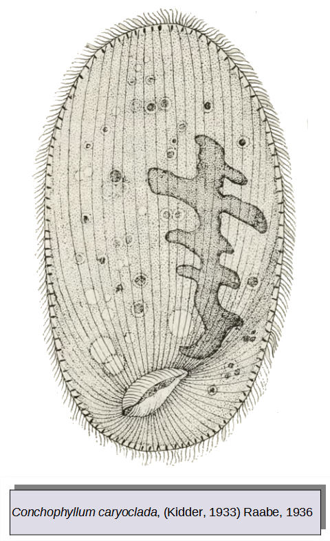 File:Protozoa.png - Wikimedia Commons