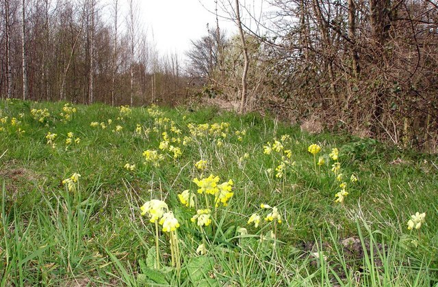 File:Cowslips - geograph.org.uk - 773325 (cropped).jpg