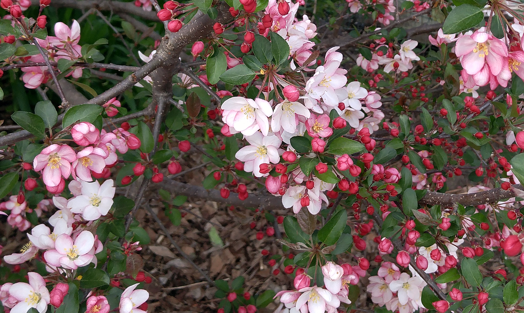 Crab apple blossom. ONEUS Malus. Malus hupehensis. Сизигиум Марбл эпл блоссом вар.