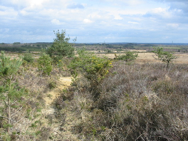 Cranborne common - geograph.org.uk - 42921