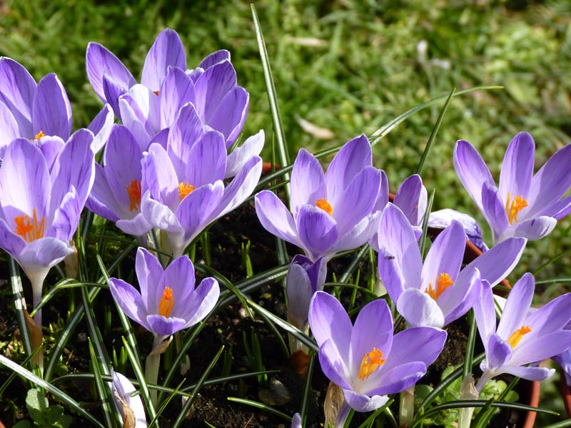 File:Crocus x vernus 'Vanguard' 6.JPG