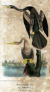 File:Cuban anhingas.jpeg