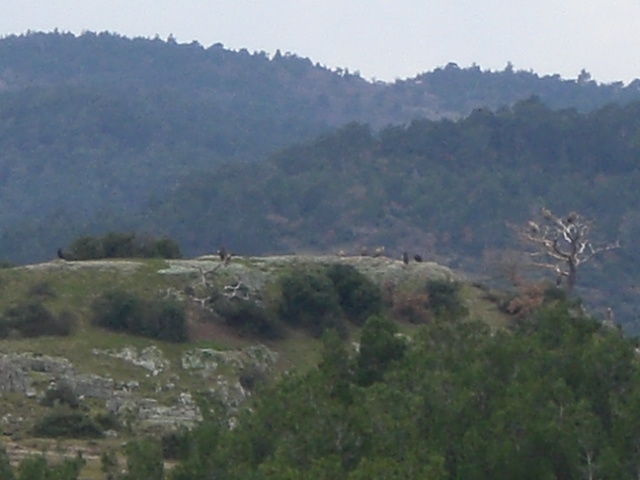 File:Dadia hill and vultures beside dead tree.JPG