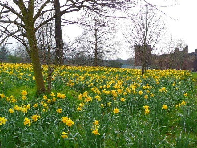 Daffodils at Bothwell Castle - geograph.org.uk - 760634