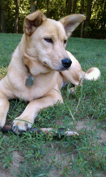 carolina dog puppies