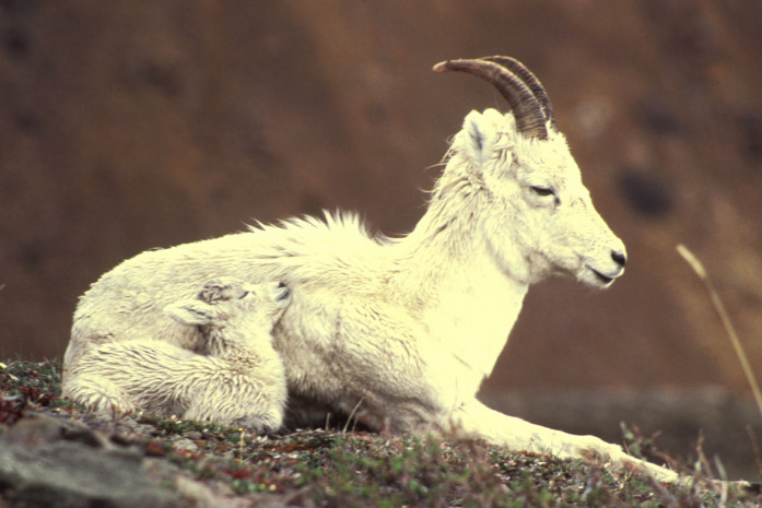 File:Dall sheep ewe and lamb (5896652039).jpg