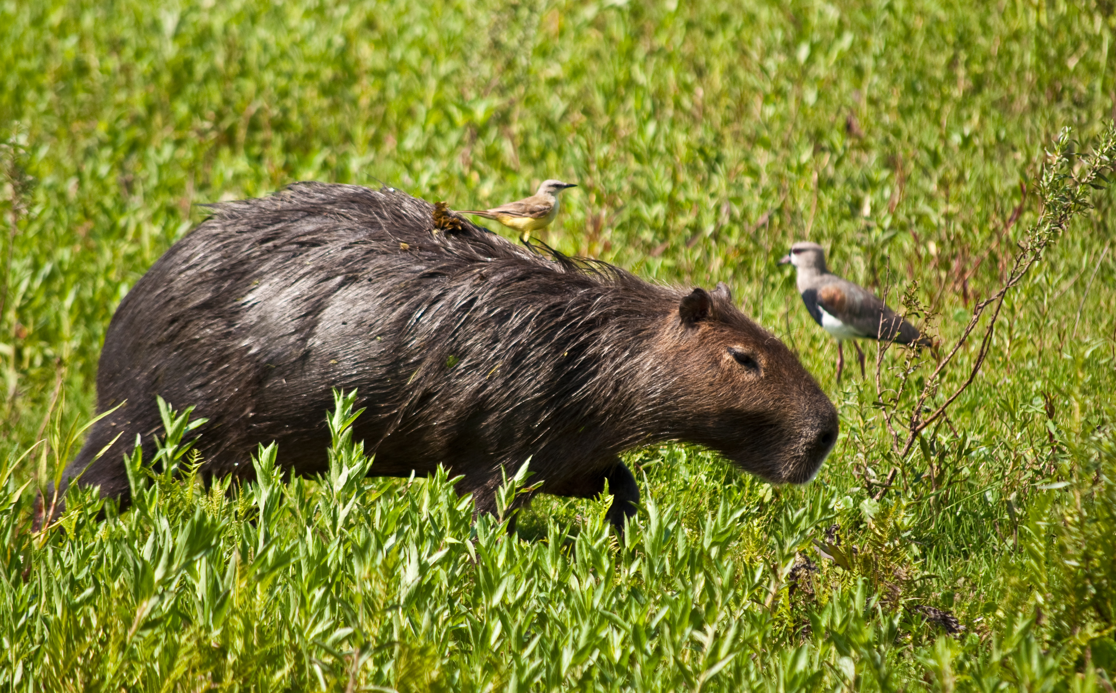 Capybara  Hydrochoerus hydrochaeris - Serengeti-Park