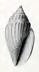 <i>Eucithara striatissima</i> Species of gastropod