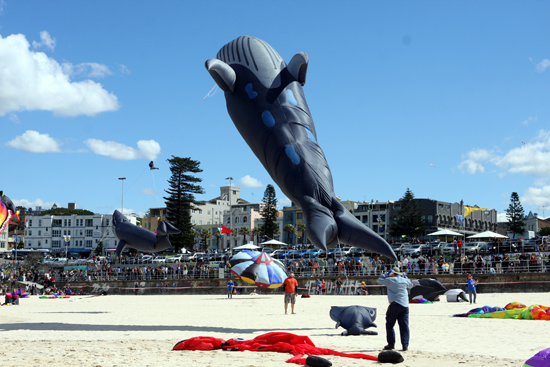 File:Festival Of The Winds, Bondi Beach, Sydney, Australia (6135312279).jpg