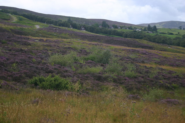 File:Fields of Heather - geograph.org.uk - 536016.jpg