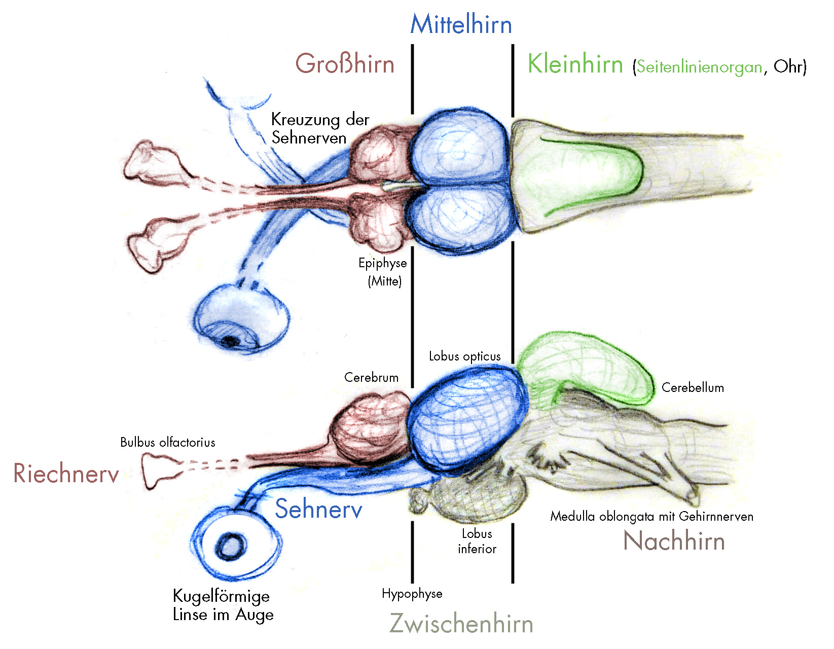 Knochenfische Wikipedia