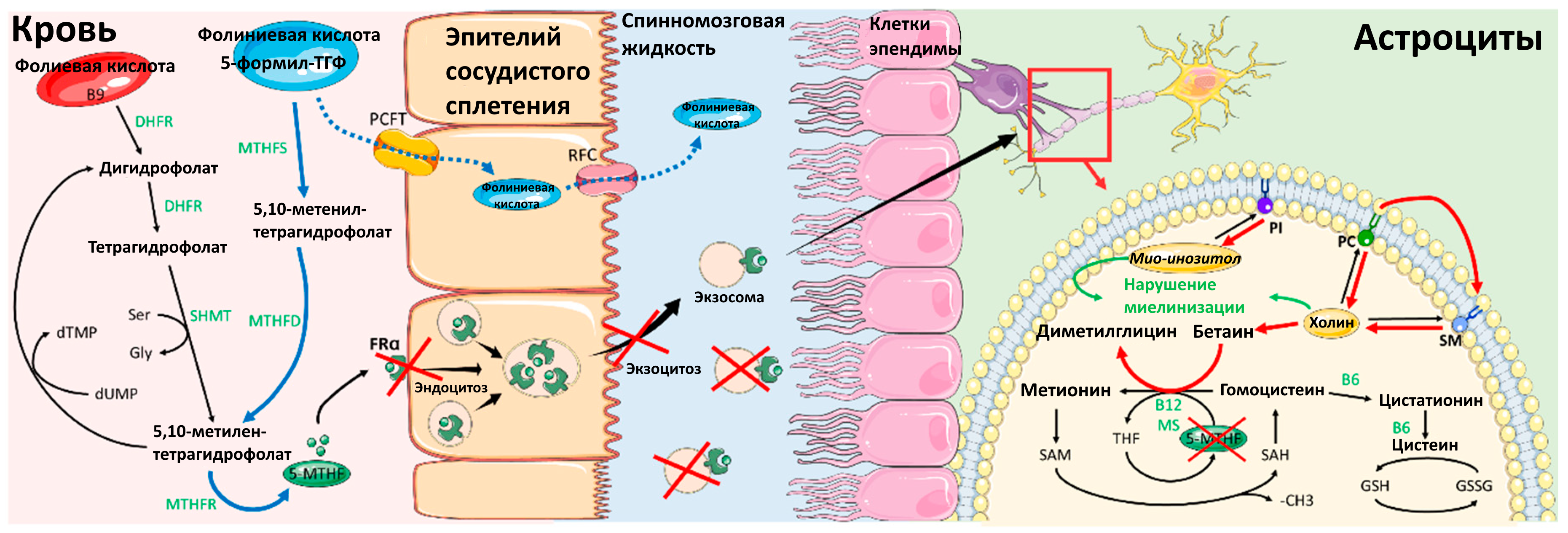 Folic_acid_metabolism_and_5-MTHF_transpo