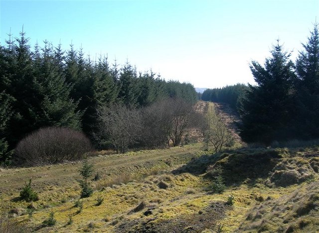 File:Forest Track - geograph.org.uk - 619170.jpg