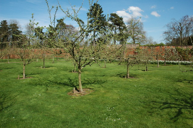 Fruit trees at Berrington Hall - geograph.org.uk - 1263929