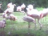 Flamencos en parque de Argentina