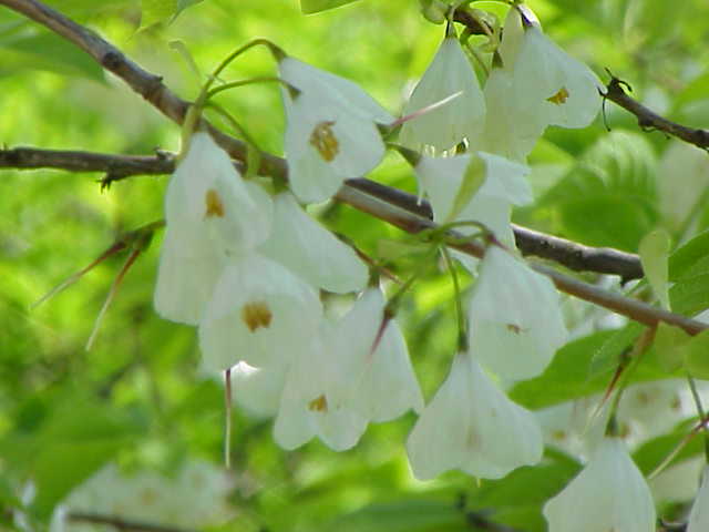 File:Halesia carolina1.jpg