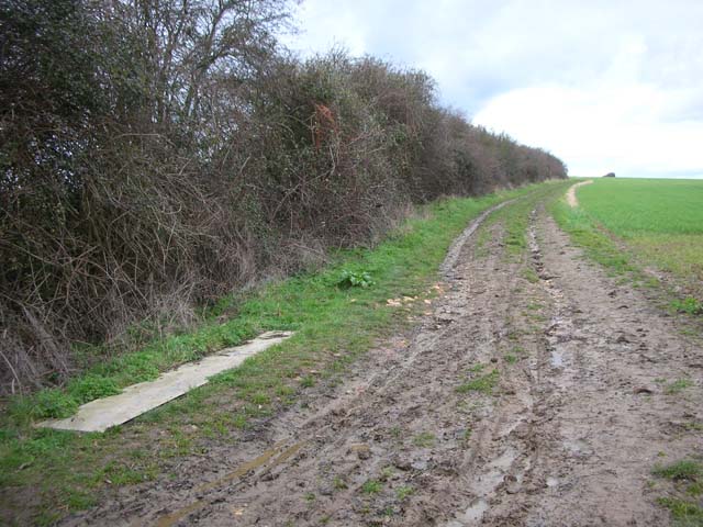 File:Hedge and Farm Track - geograph.org.uk - 345557.jpg