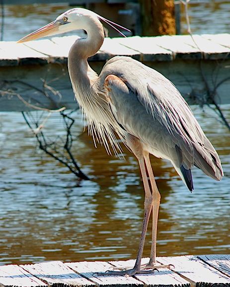 File:Heron-Everglades-20070401.jpg