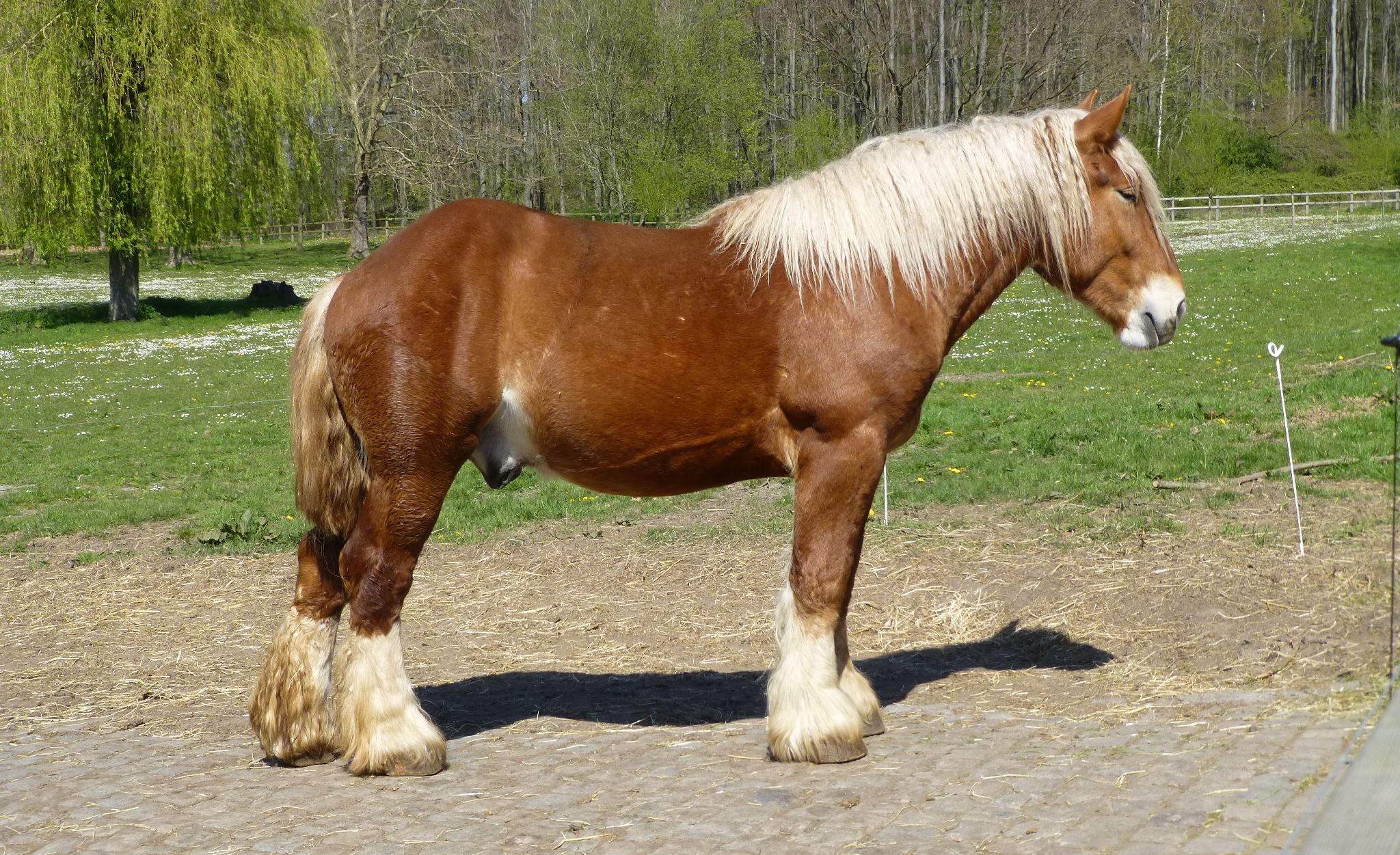 Flemish Horse Profile: Facts, Traits, Groom, Care, Health, Diet