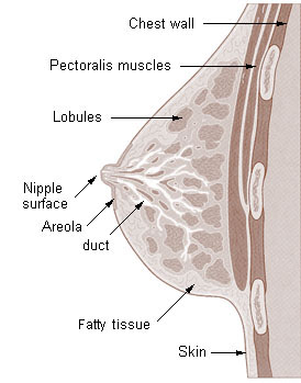 File:Illu breast anatomy.jpg