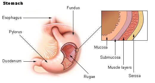 Mucosa estomacal - Wikipedia, la enciclopedia libre