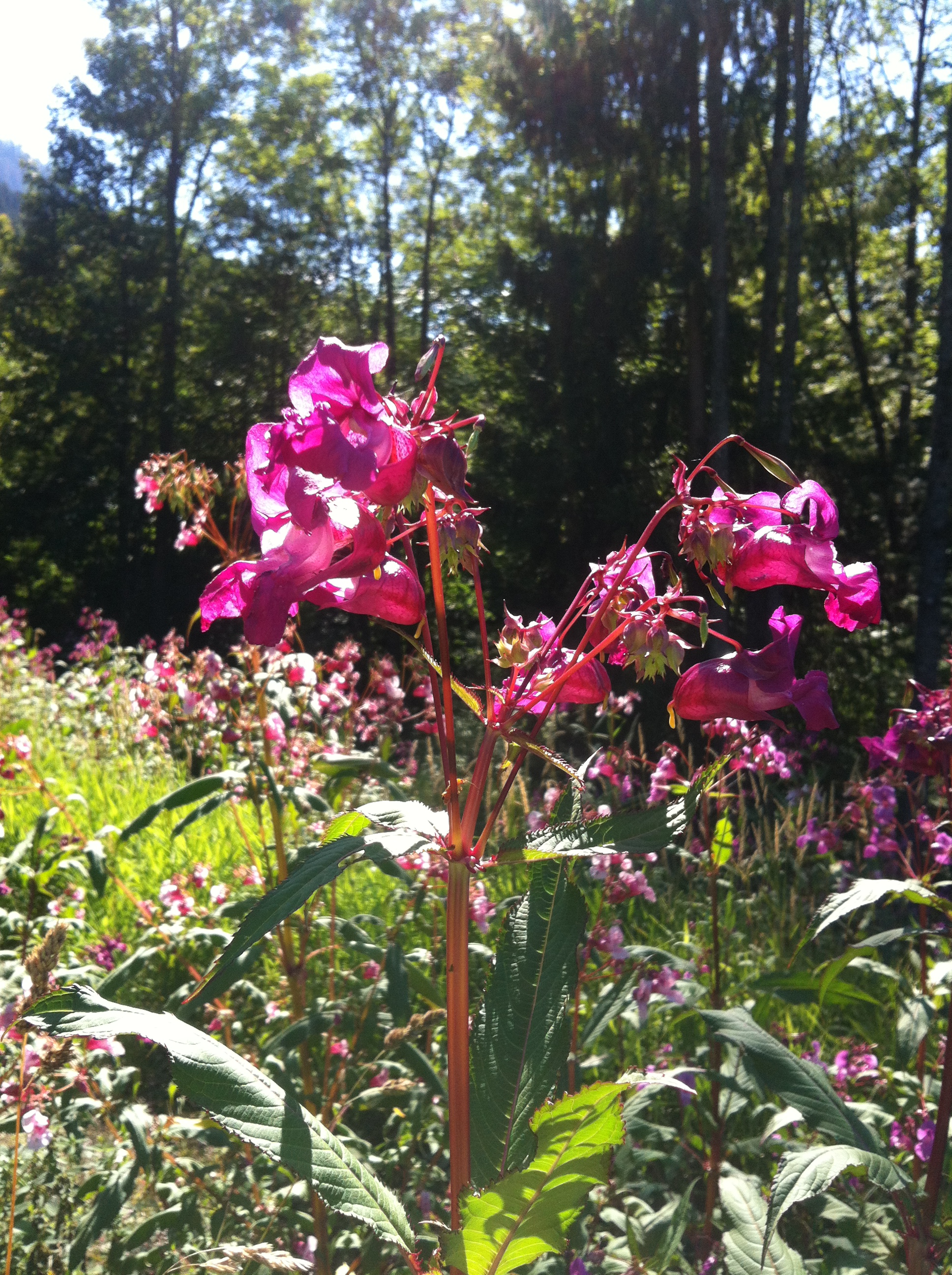 Impatiens glandulifera (7961594330).jpg