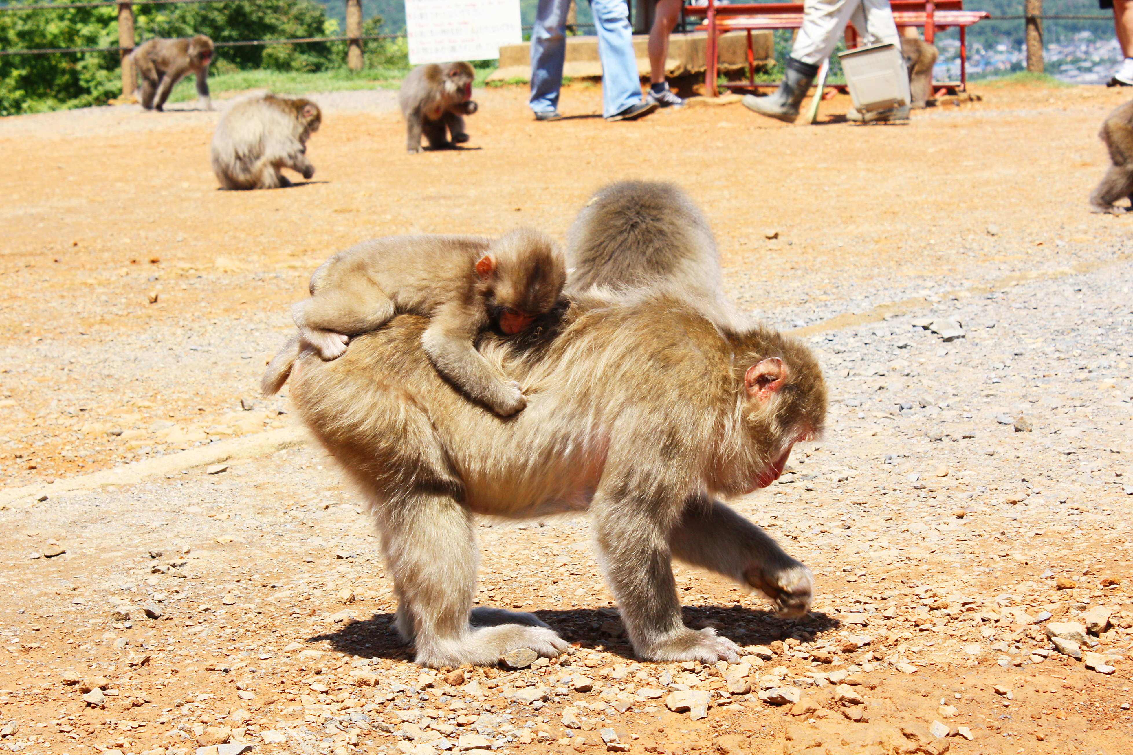 Monkey's park. Киото парк обезьян. Обезьяний парк Иватаяма. Парк обезьян Франция. Парк обезьян Калужская область.