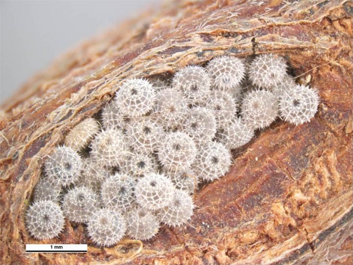 File:Jalmenus evagoras eggs.jpg