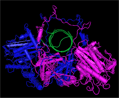 Estructura de Ku humana unida a ADN. Ku70 es mostrada en violeta, Ku80 en azul, y la hebra de ADN en verde.